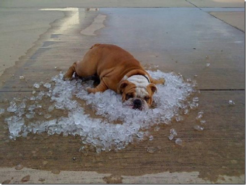 signs-its-hot-dog-ice